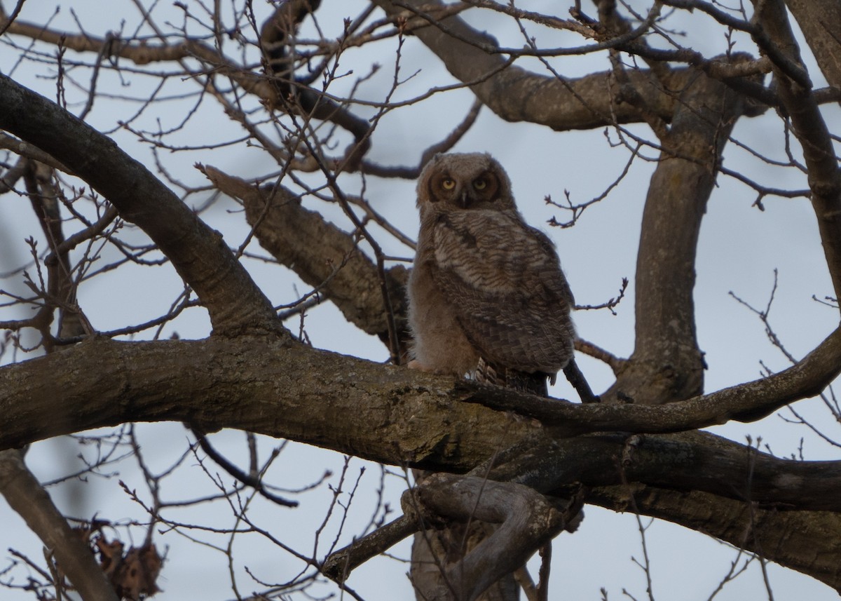 Great Horned Owl - ML617194526