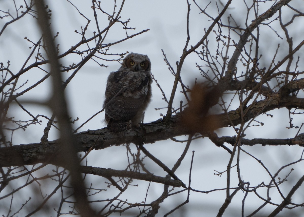 Great Horned Owl - ML617194528
