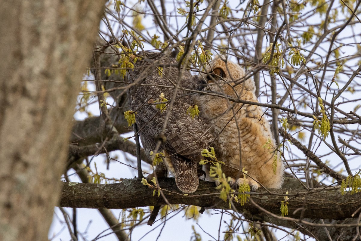 Great Horned Owl - ML617194572
