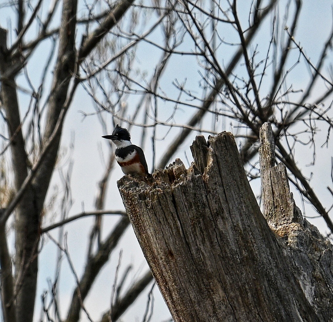 Belted Kingfisher - ML617194579
