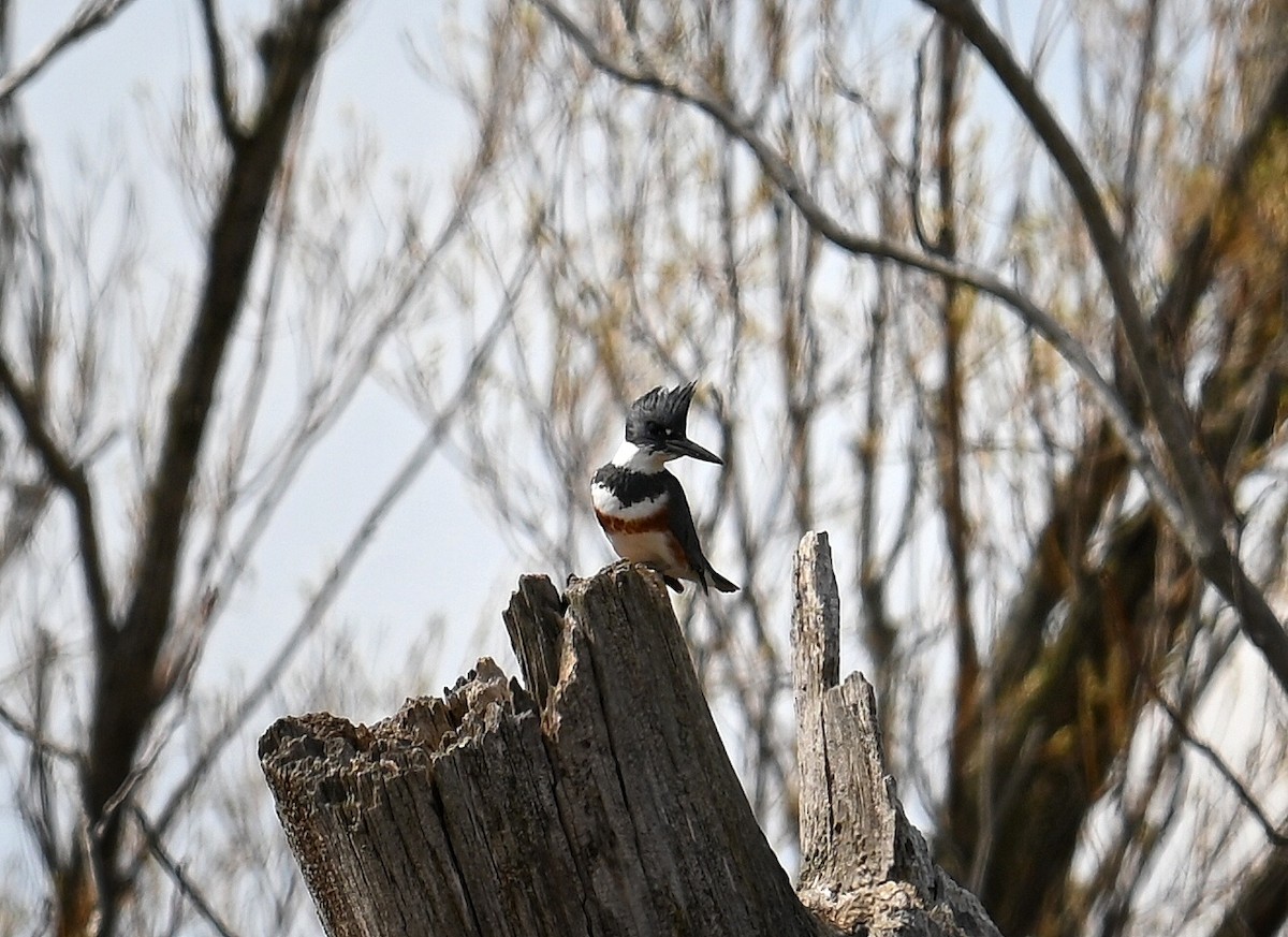 Belted Kingfisher - ML617194581