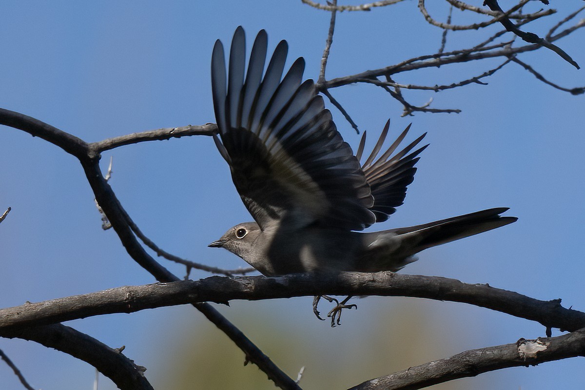 Townsend's Solitaire - ML617194613