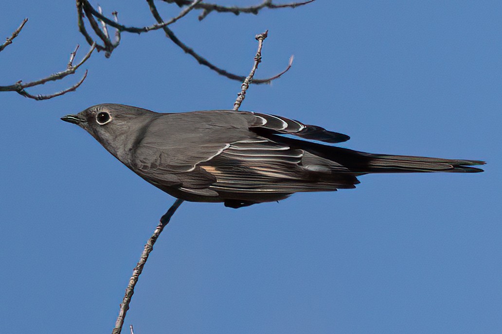 Townsend's Solitaire - ML617194616