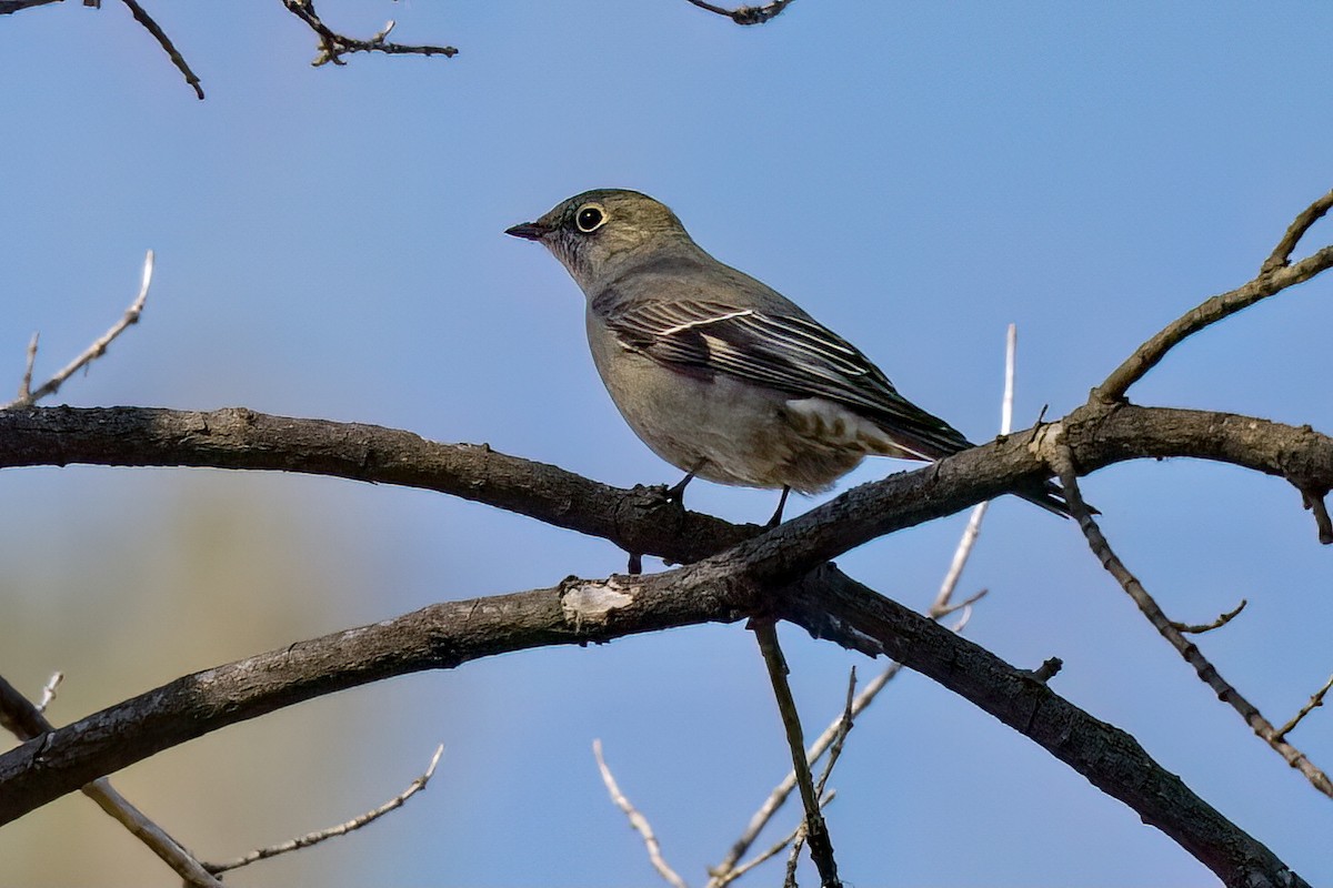 Townsend's Solitaire - ML617194625