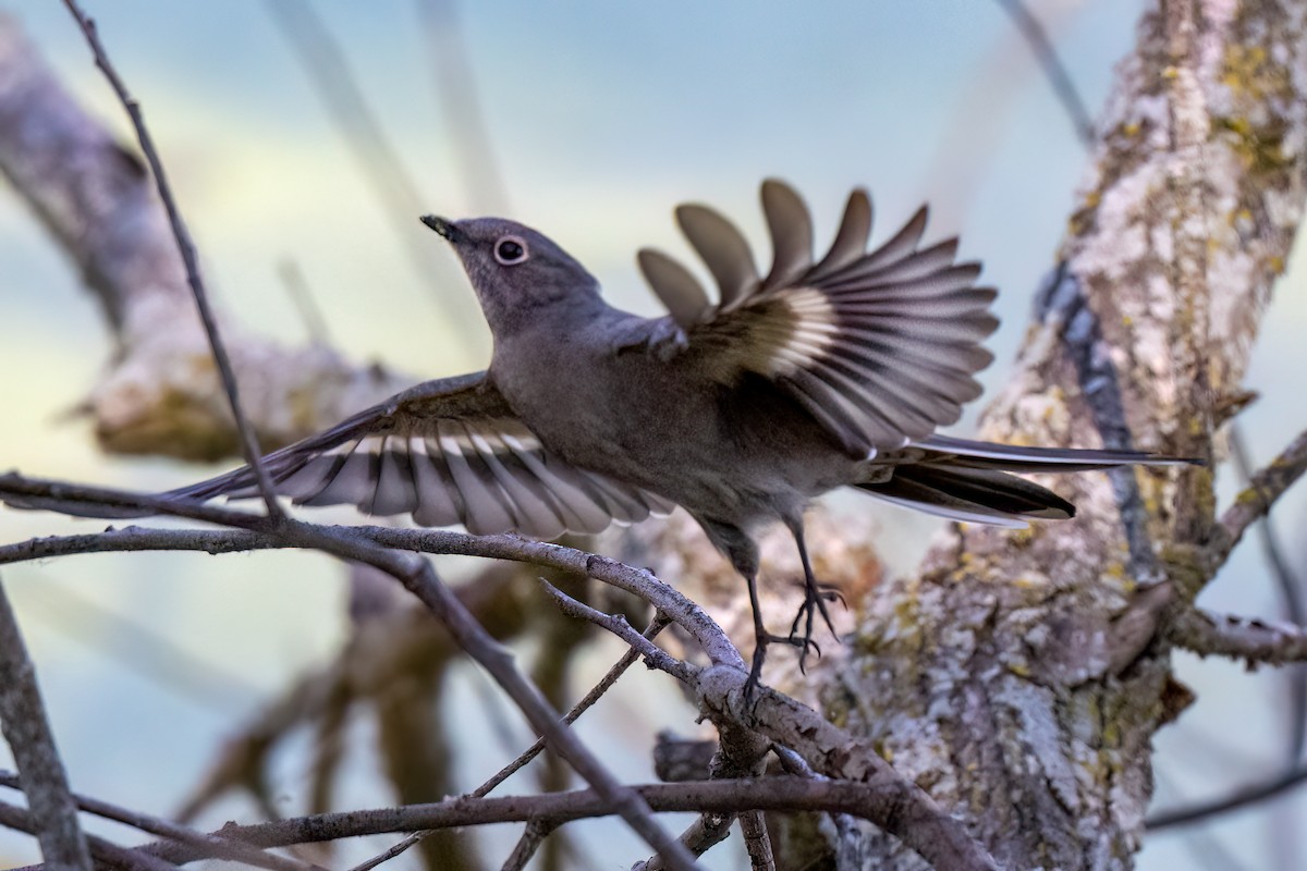 Townsend's Solitaire - ML617194635