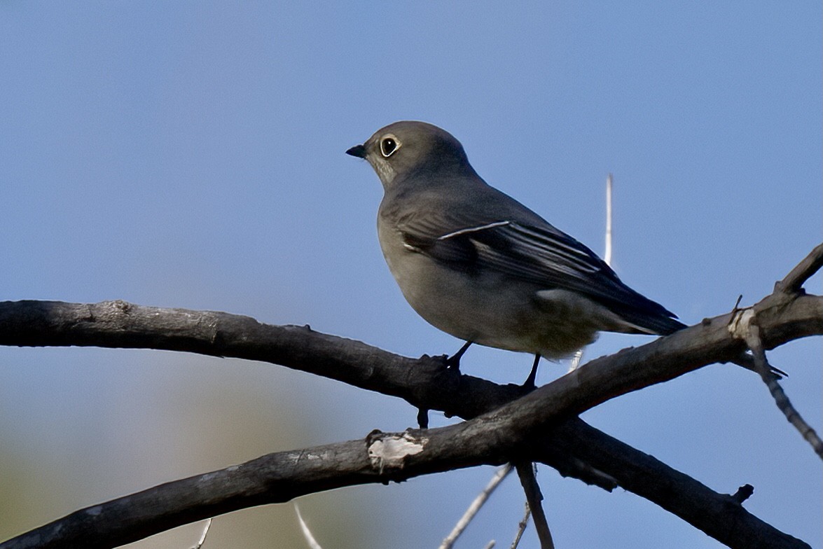 Townsend's Solitaire - ML617194643