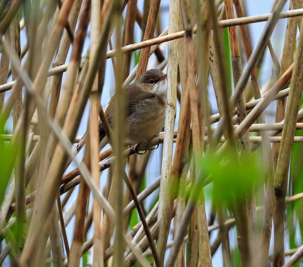 Common Reed Warbler - ML617194675