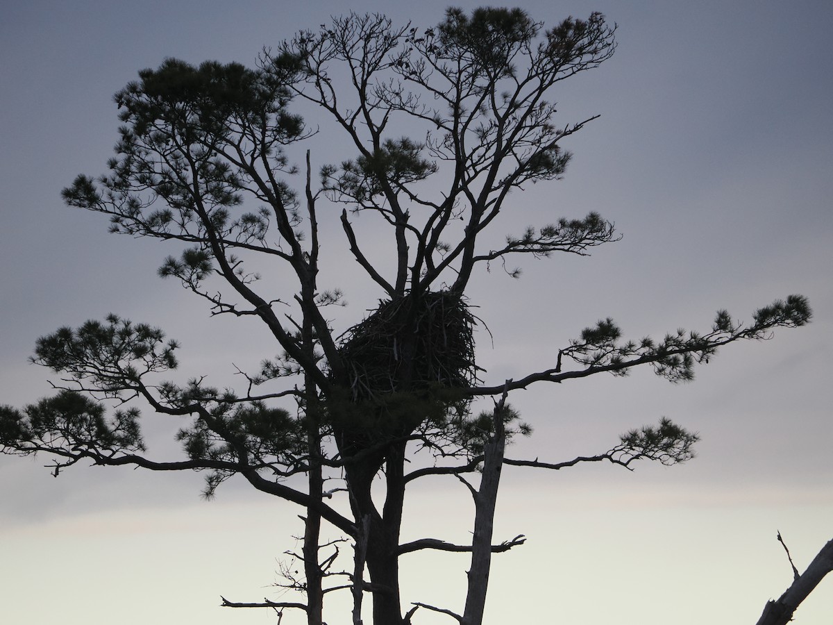 MarylandDC Breeding Bird Atlas Checklist 5 Apr 2024 Deal Island
