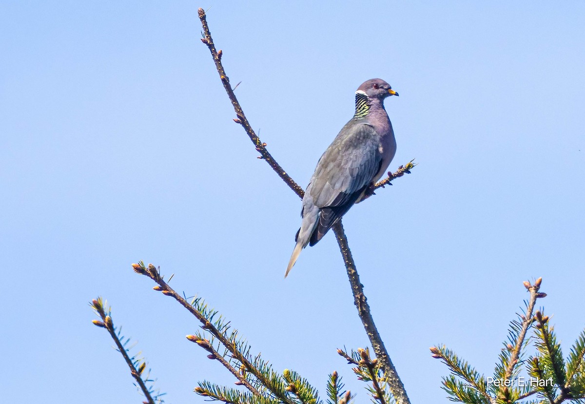 Band-tailed Pigeon - ML617194895