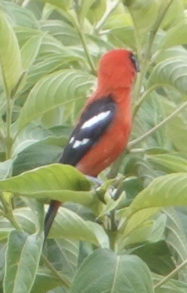 White-winged Tanager - ML617194924