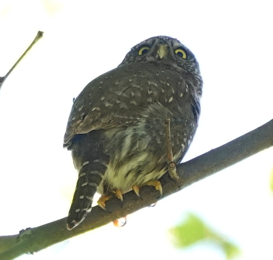 Northern Pygmy-Owl - ML617194925