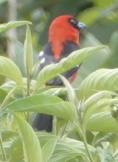 White-winged Tanager - ML617194926