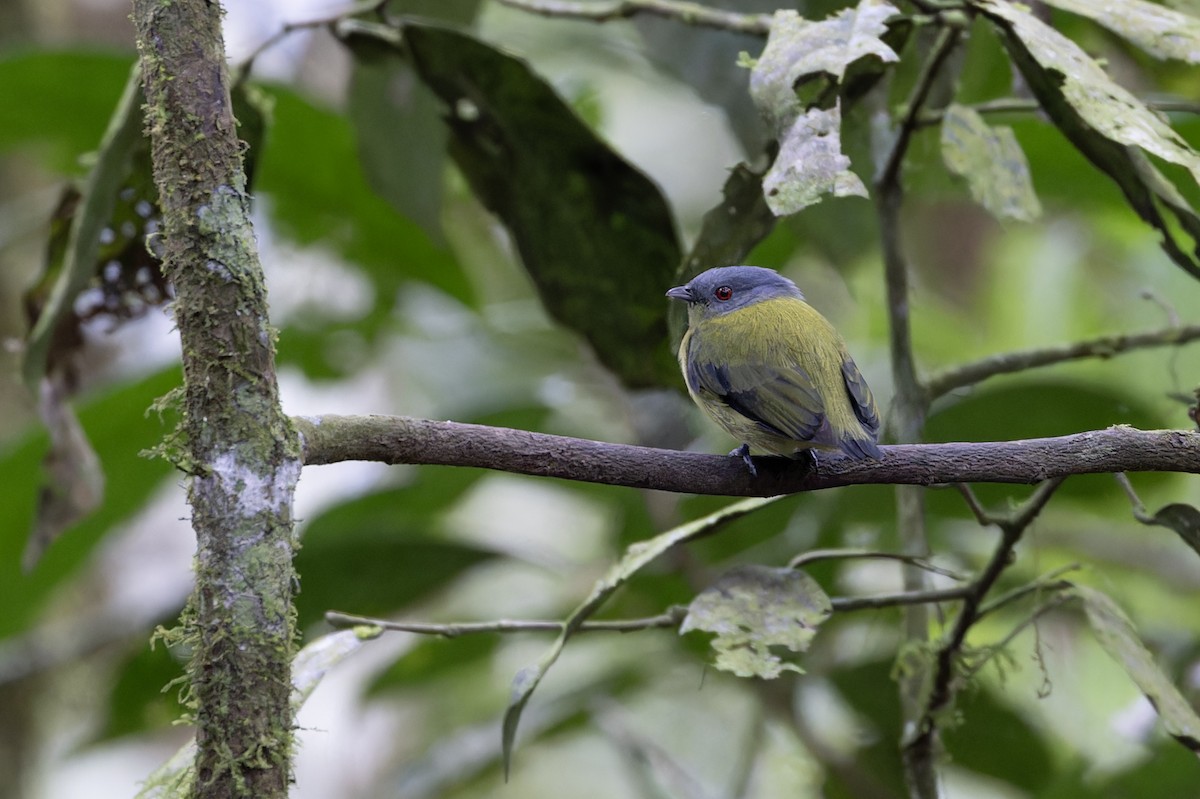 White-crowned Manakin - Michael Todd