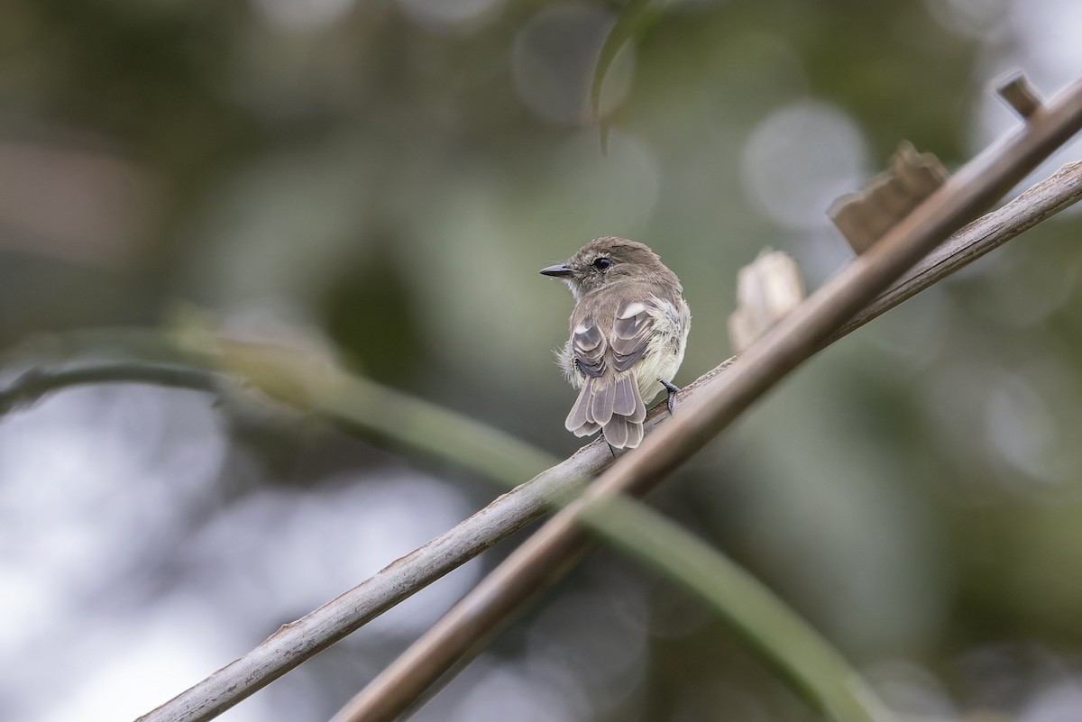 Olive-chested Flycatcher - ML617195199