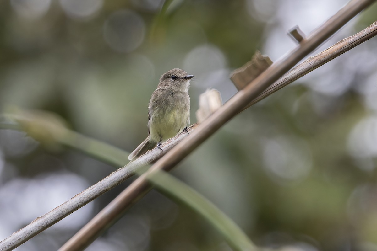 Olive-chested Flycatcher - ML617195200