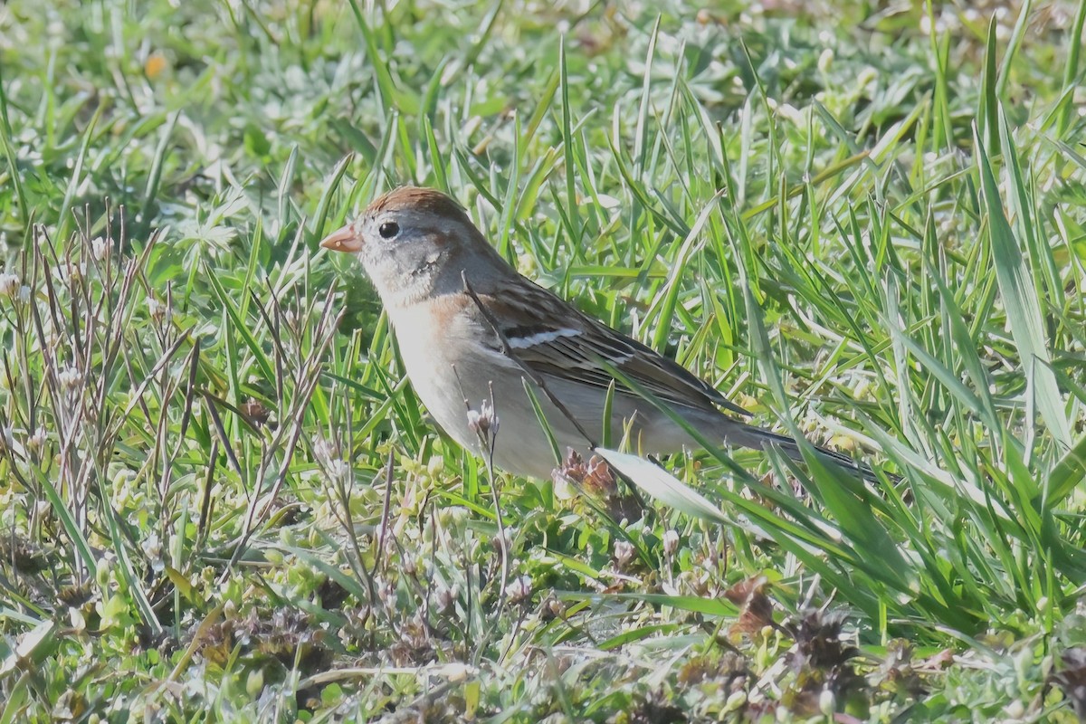 Field Sparrow - ML617195211