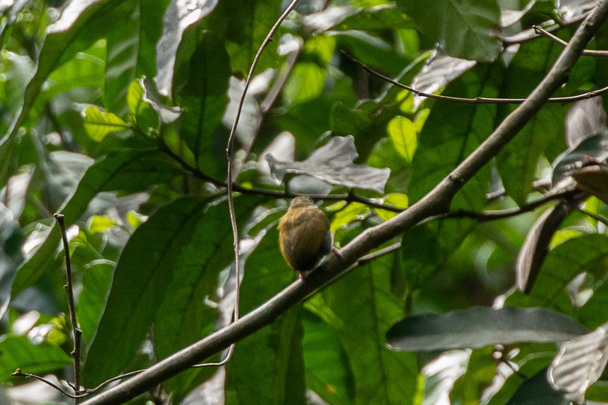 African Piculet - ML617195294