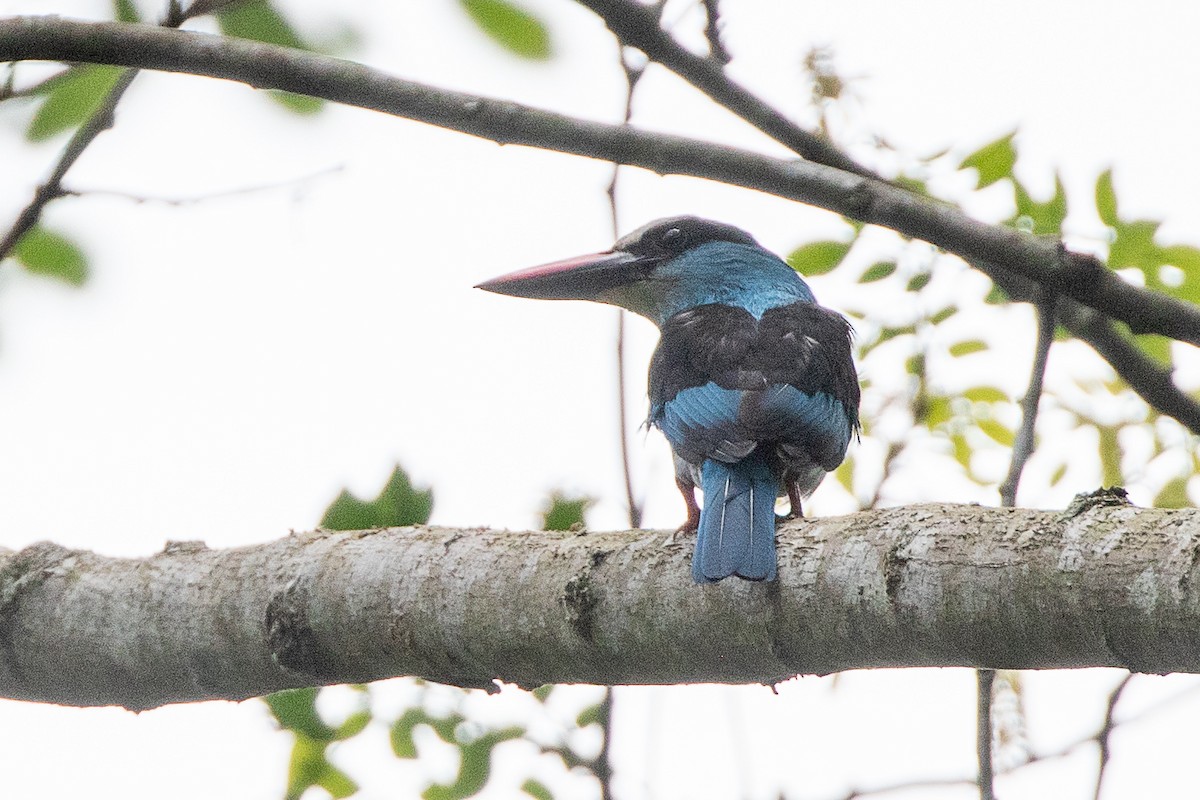 Blue-breasted Kingfisher - ML617195300