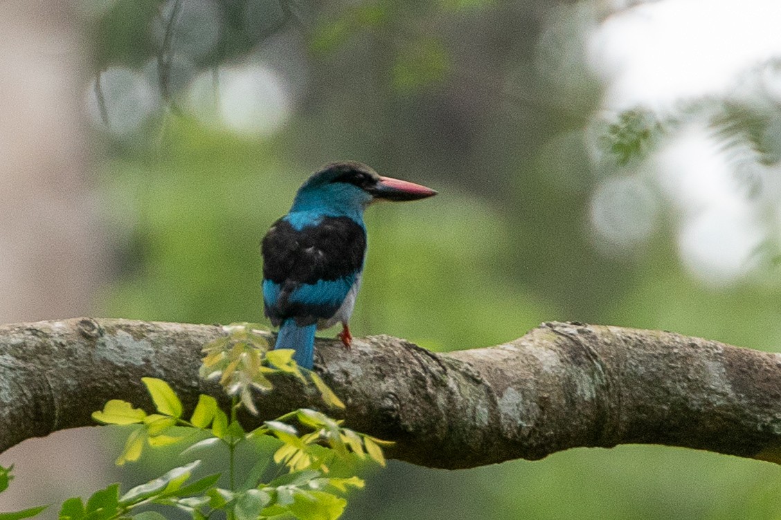 Blue-breasted Kingfisher - ML617195301