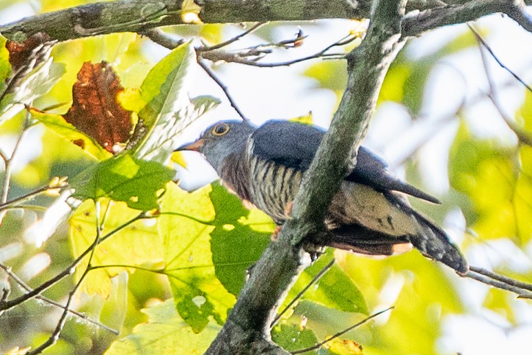 Red-chested Cuckoo - ML617195340
