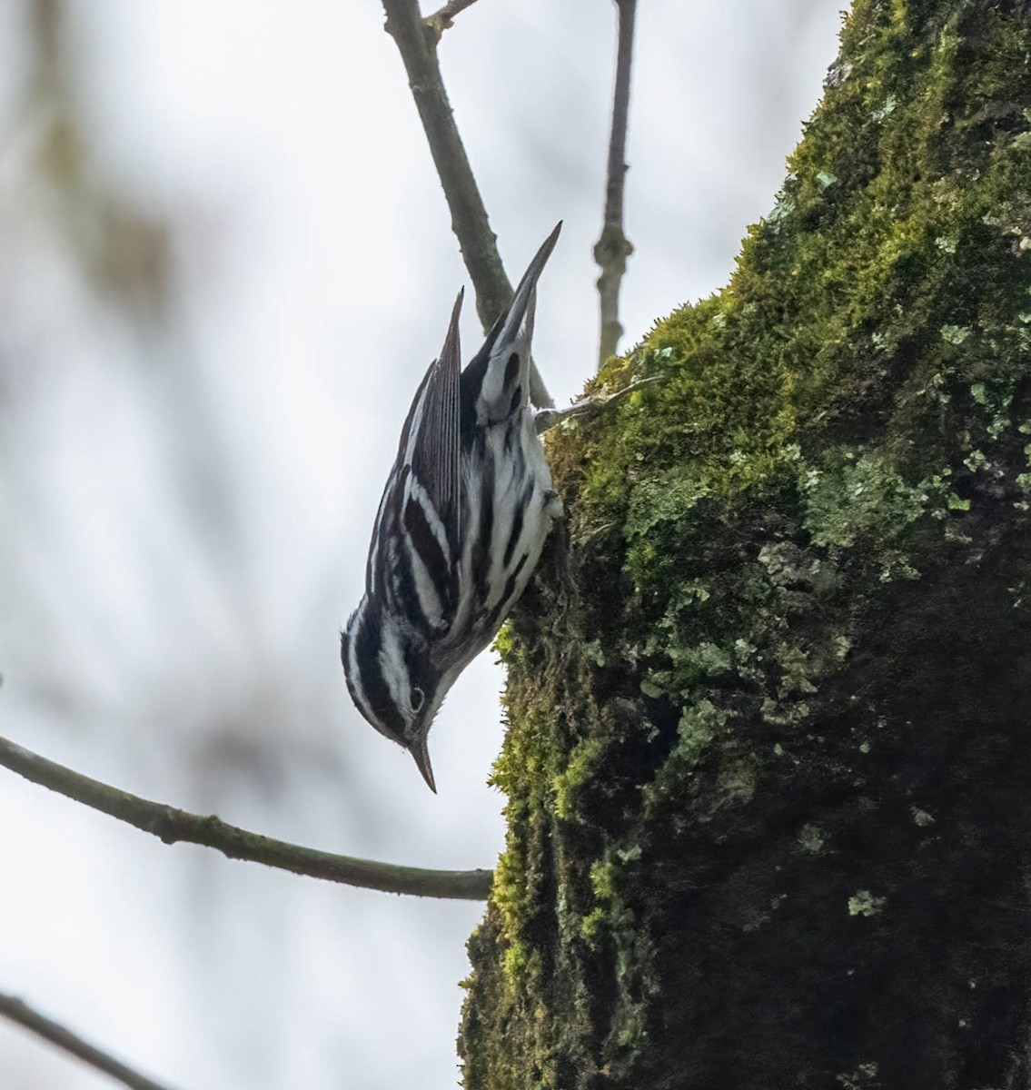 Black-and-white Warbler - ML617195354