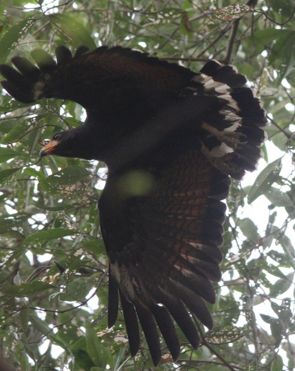 Common Black Hawk - Paul 🐈🔭🦜 Rodríguez @elpuma