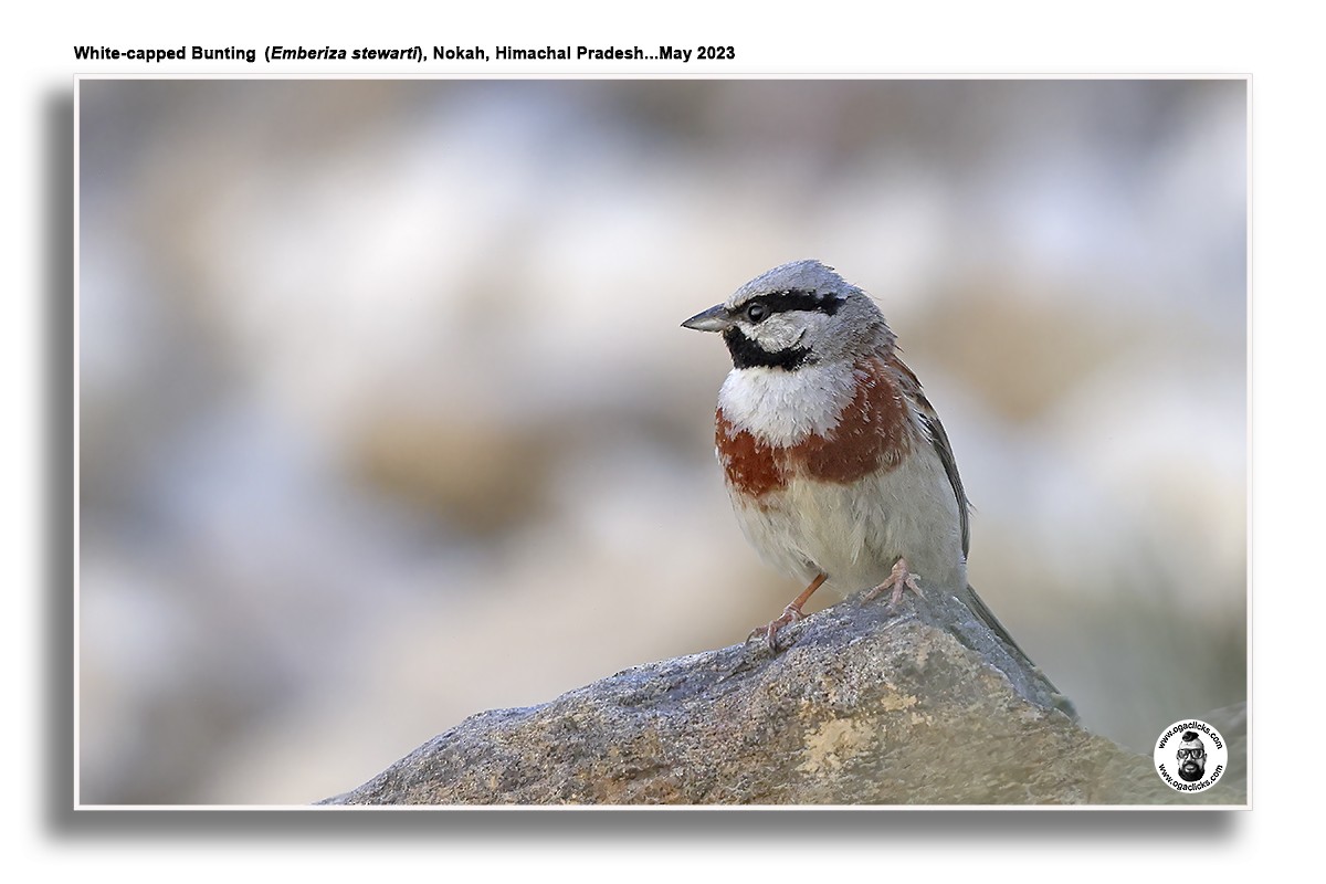 White-capped Bunting - ML617195390