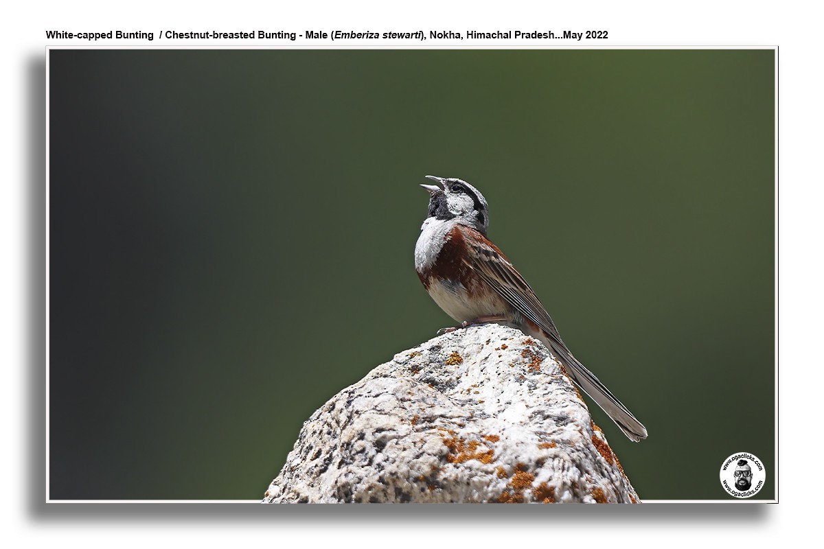 White-capped Bunting - ML617195401
