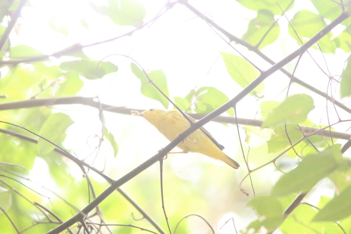 Yellow Warbler (Northern) - Paul 🐈🔭🦜 Rodríguez @elpuma