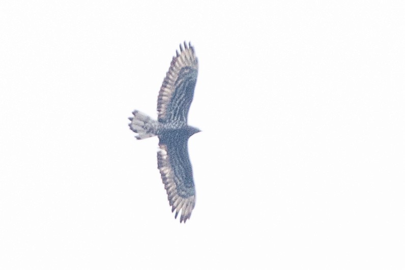 Ayres's Hawk-Eagle - ML617195434