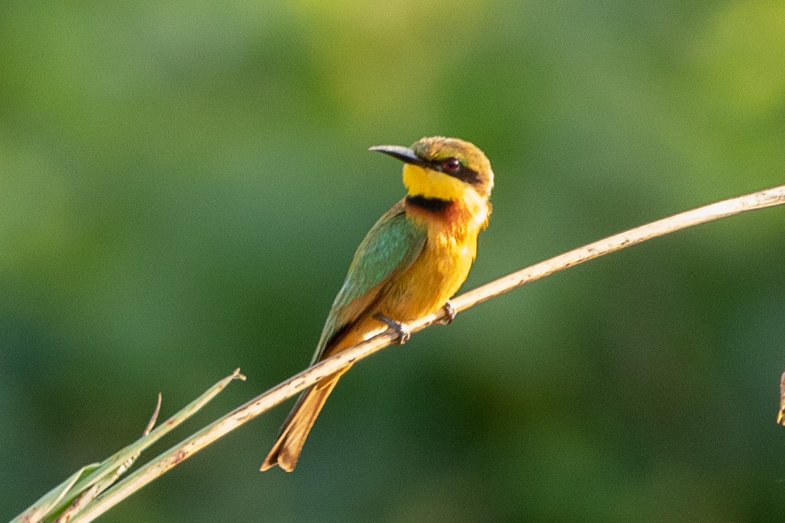 Little Bee-eater - ML617195491