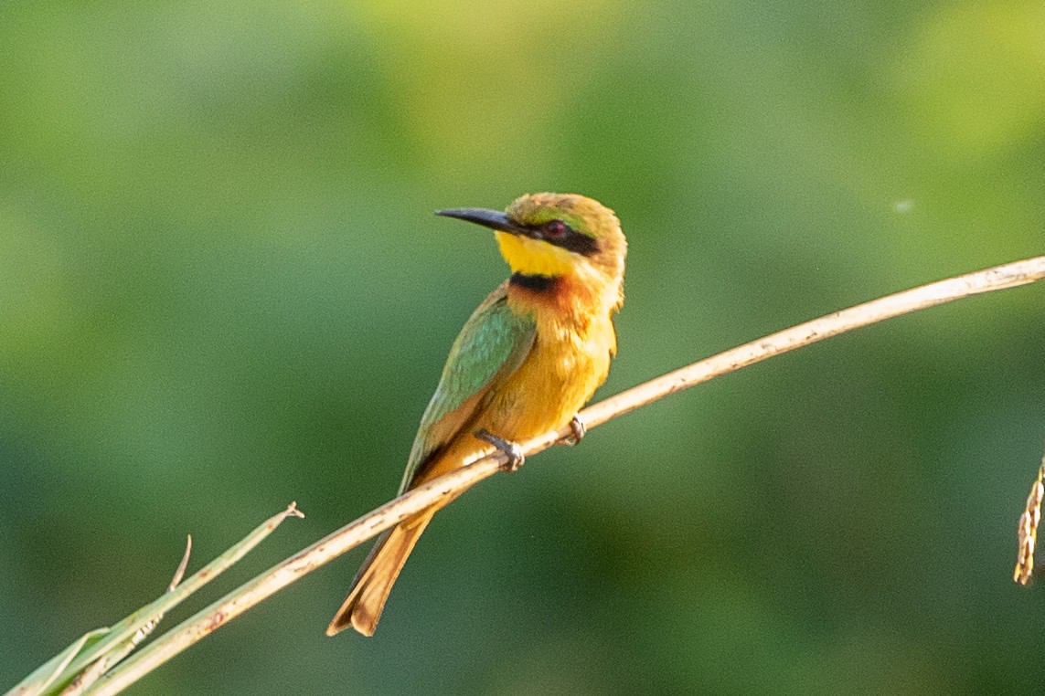 Little Bee-eater - ML617195492
