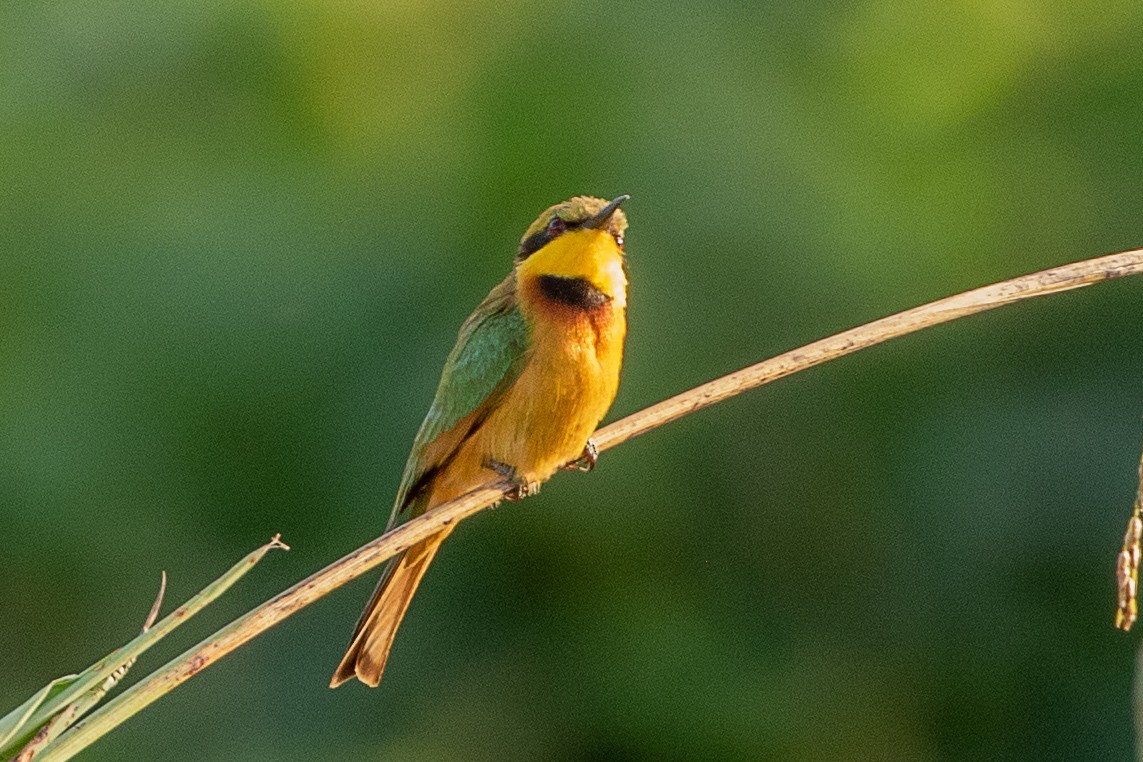 Little Bee-eater - ML617195493
