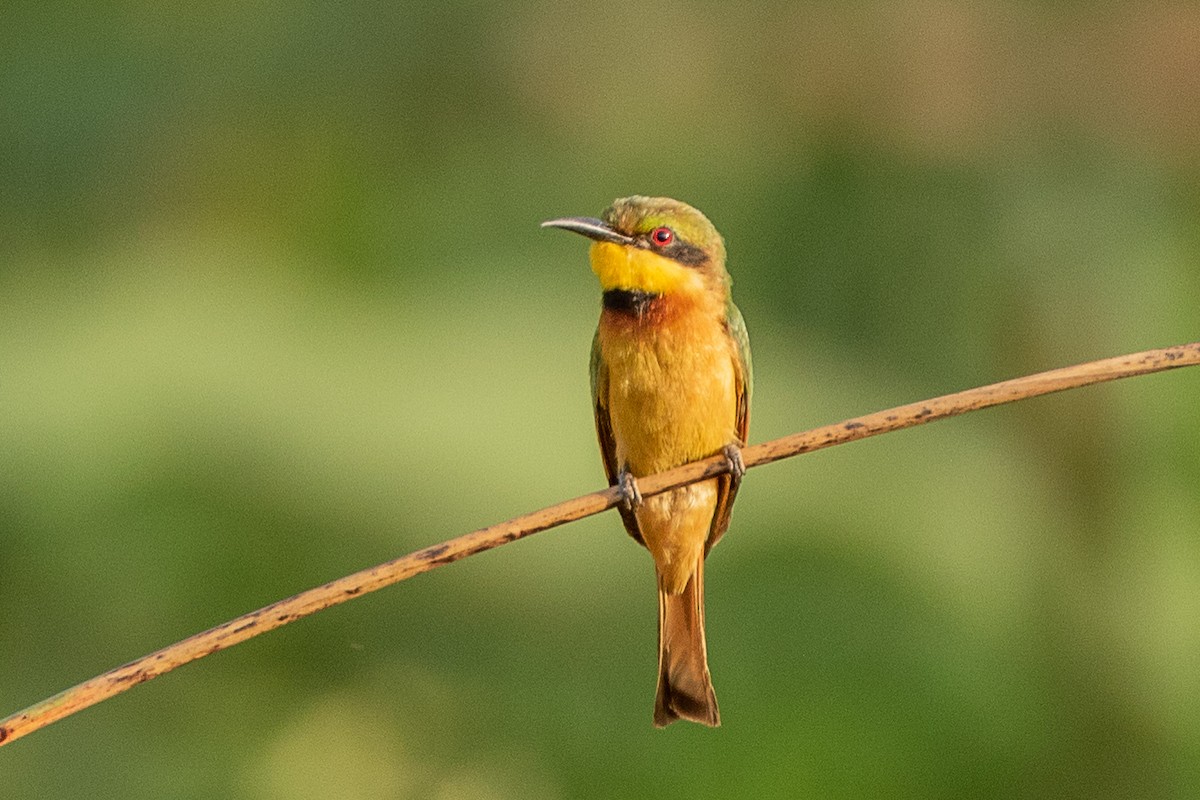 Little Bee-eater - ML617195494