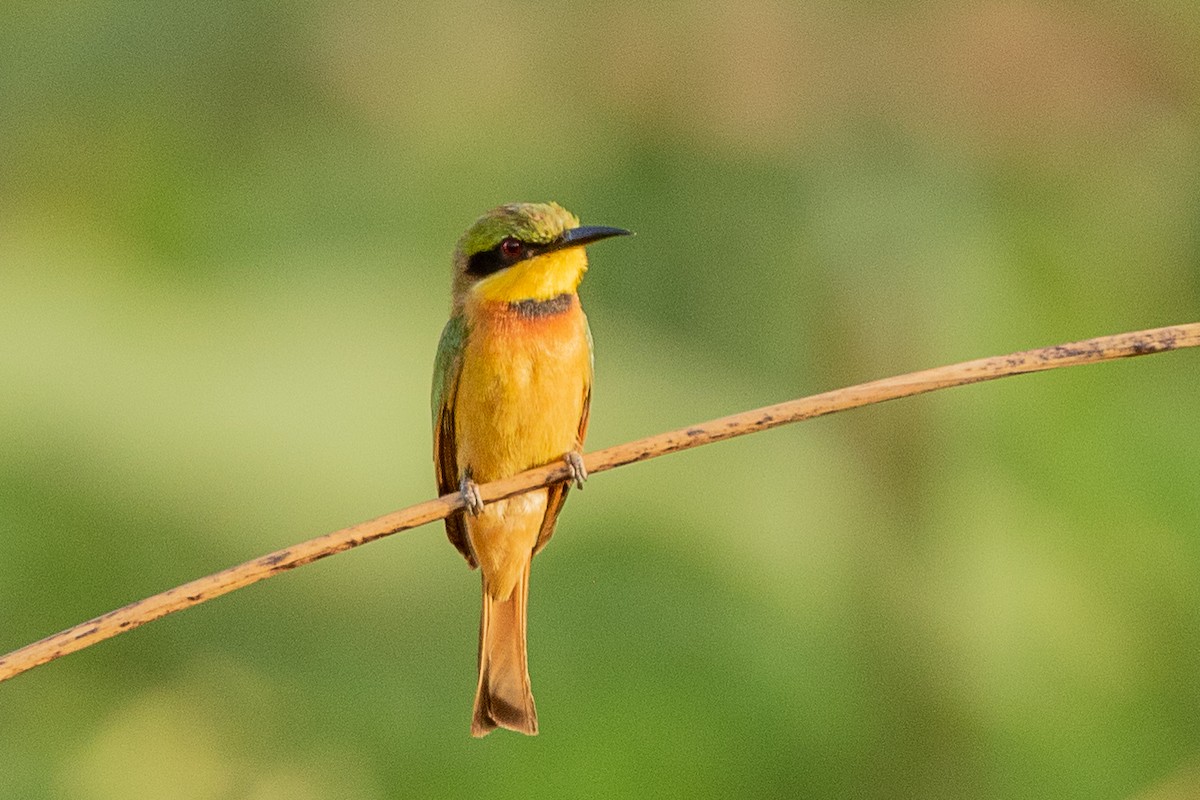 Little Bee-eater - ML617195495