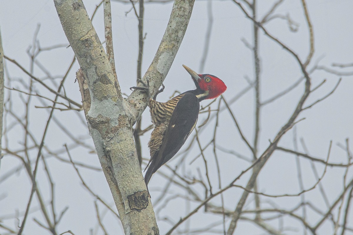 Pale-billed Woodpecker - ML617195555