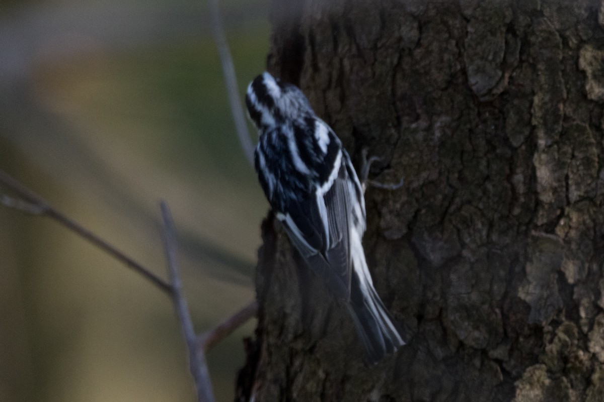 Black-and-white Warbler - ML617195558