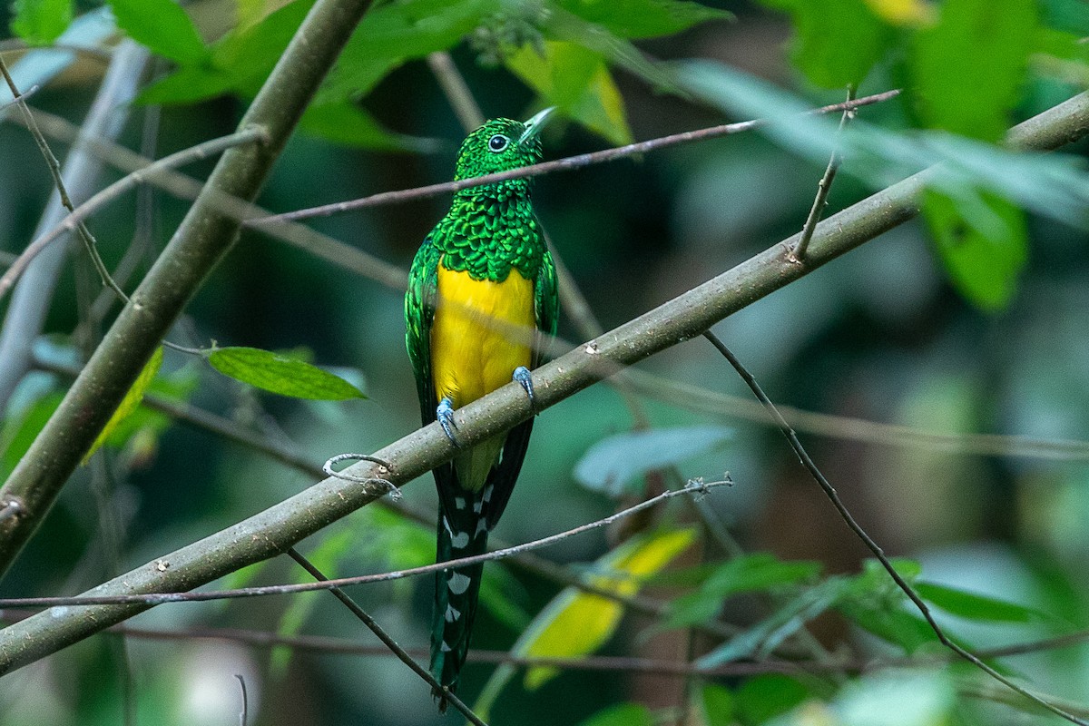 African Emerald Cuckoo - ML617195600