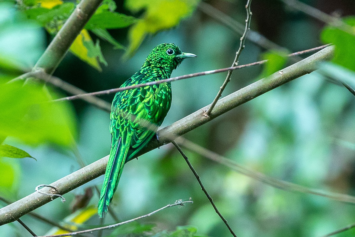 African Emerald Cuckoo - ML617195601