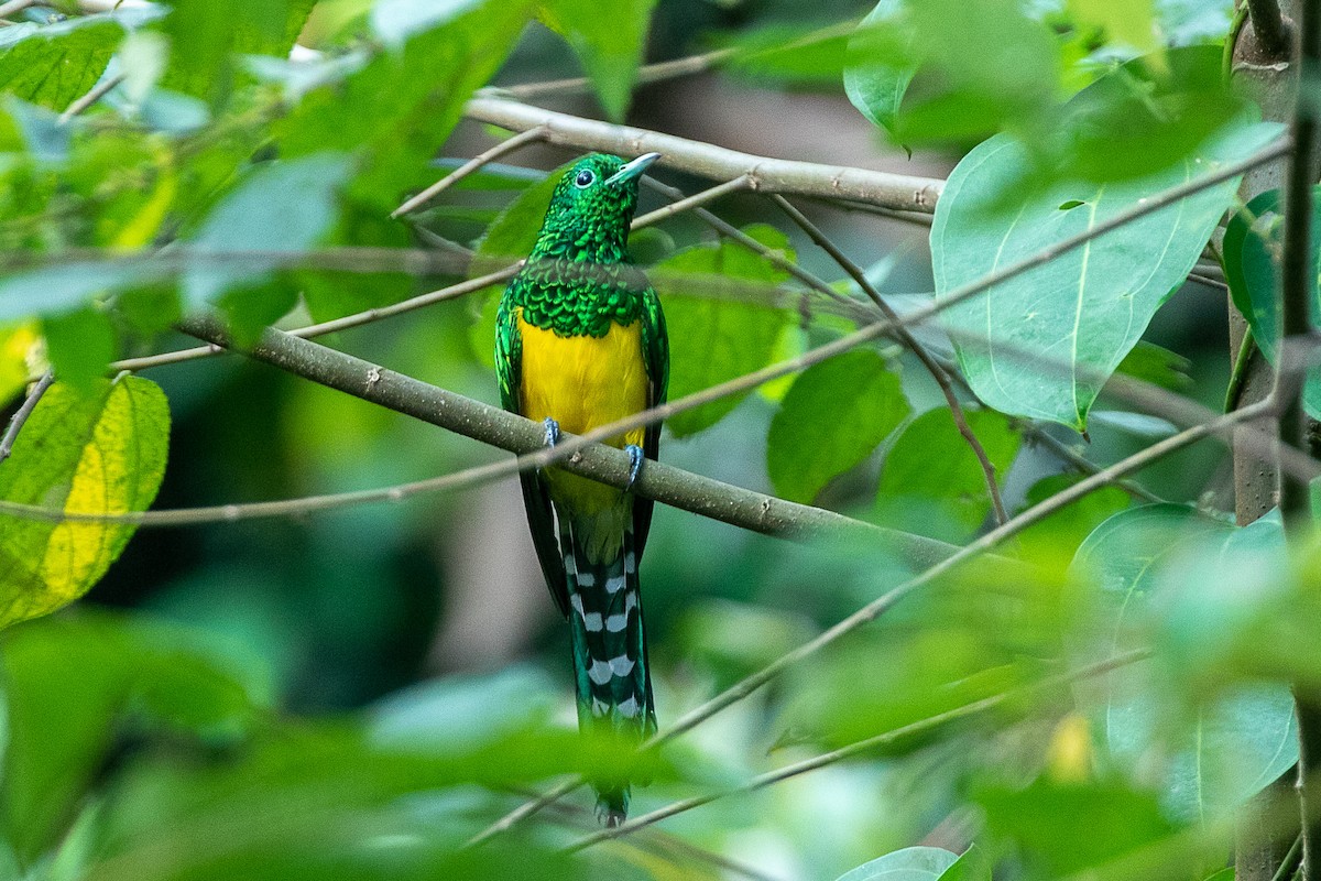 African Emerald Cuckoo - ML617195602