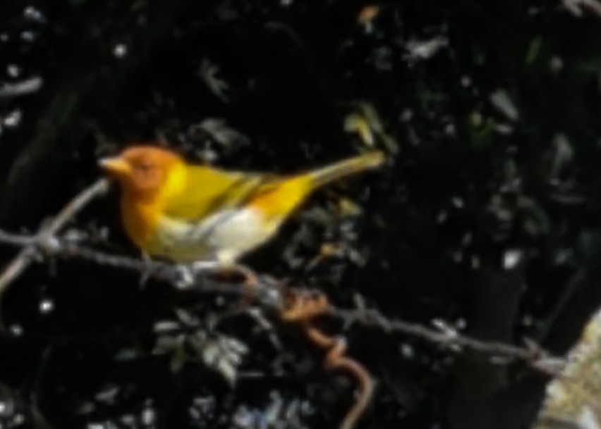Rufous-headed Tanager - ML617195644