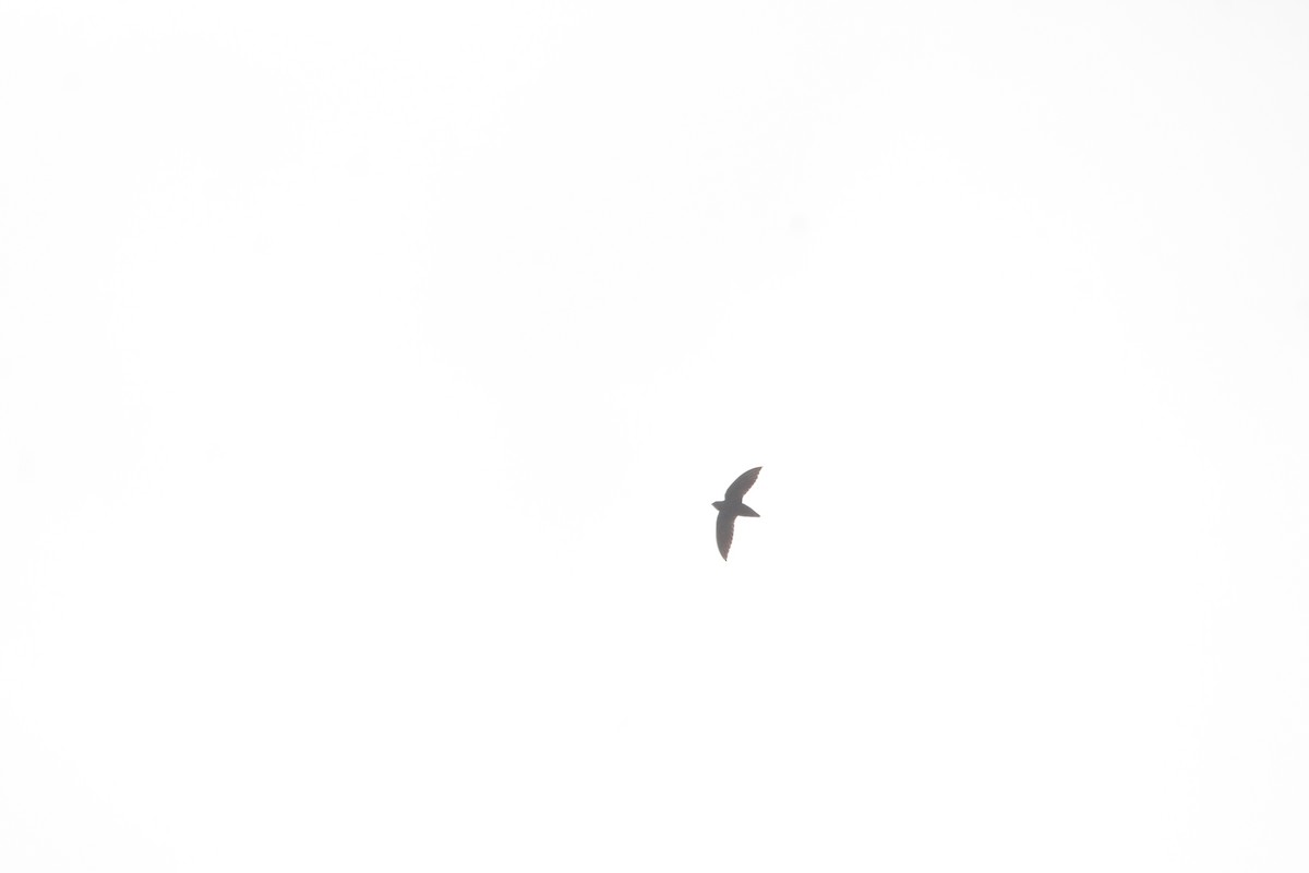 Short-tailed Swift - Paul 🐈🔭🦜 Rodríguez @elpuma