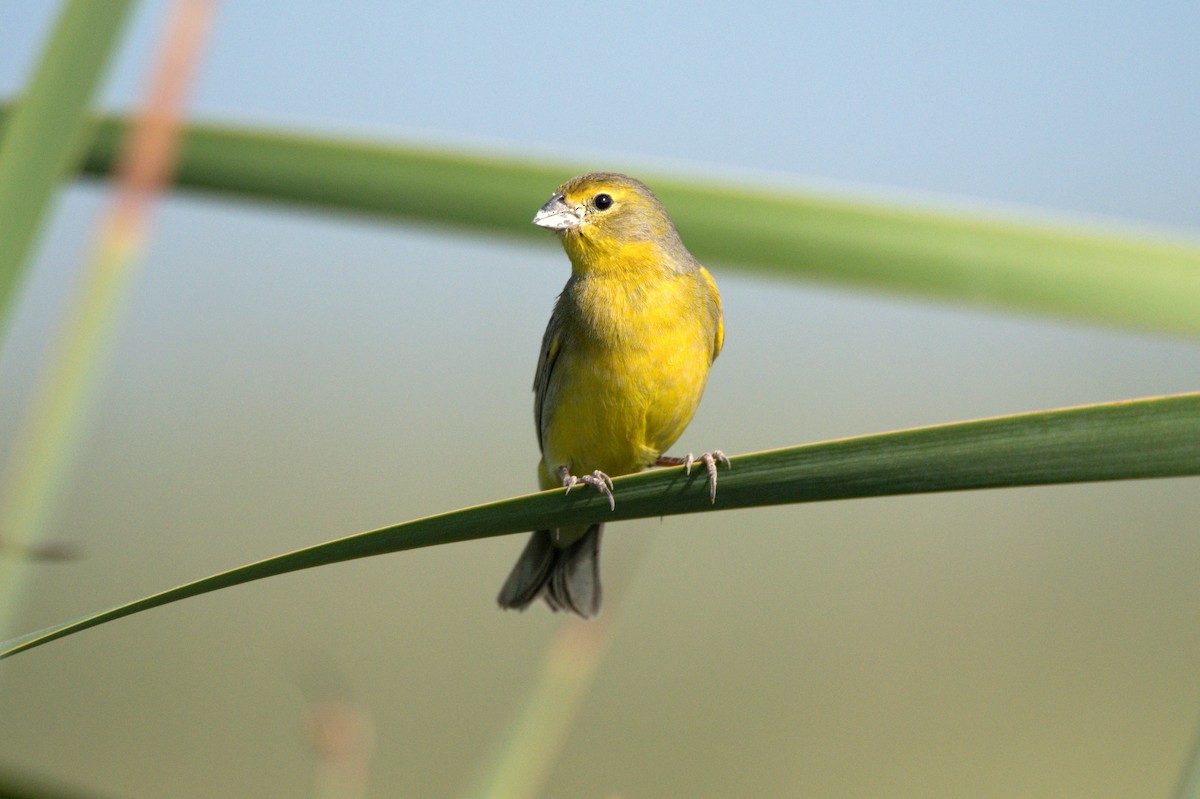 Grassland Yellow-Finch - Jaime Valenzuela Trujillo