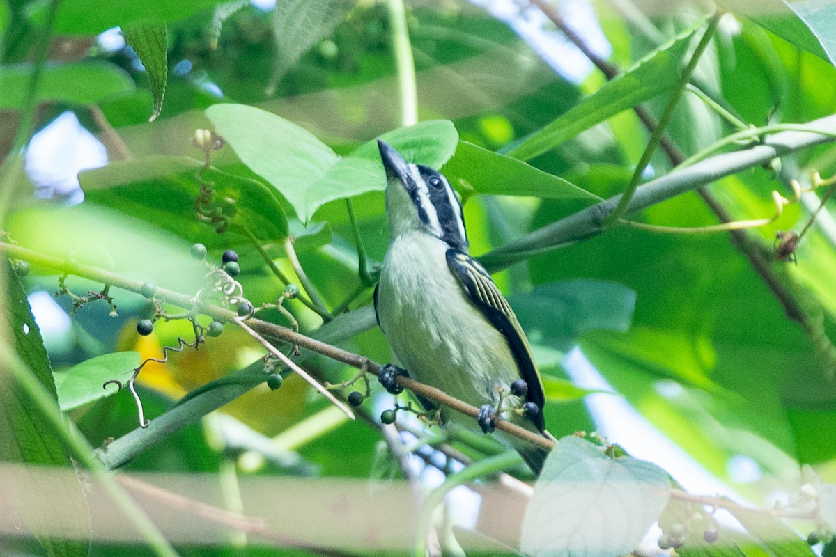 Yellow-throated Tinkerbird - ML617195798