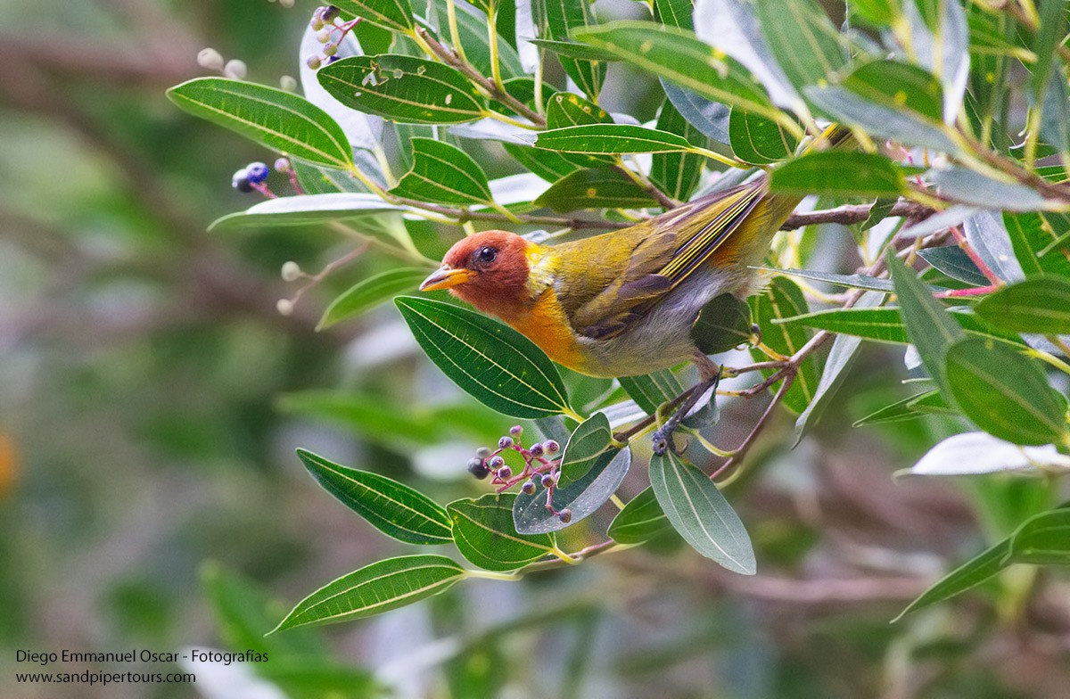 Rufous-headed Tanager - ML617195799