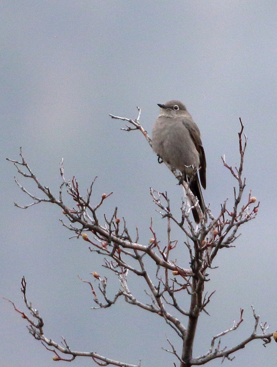 Townsend's Solitaire - Sneed Collard