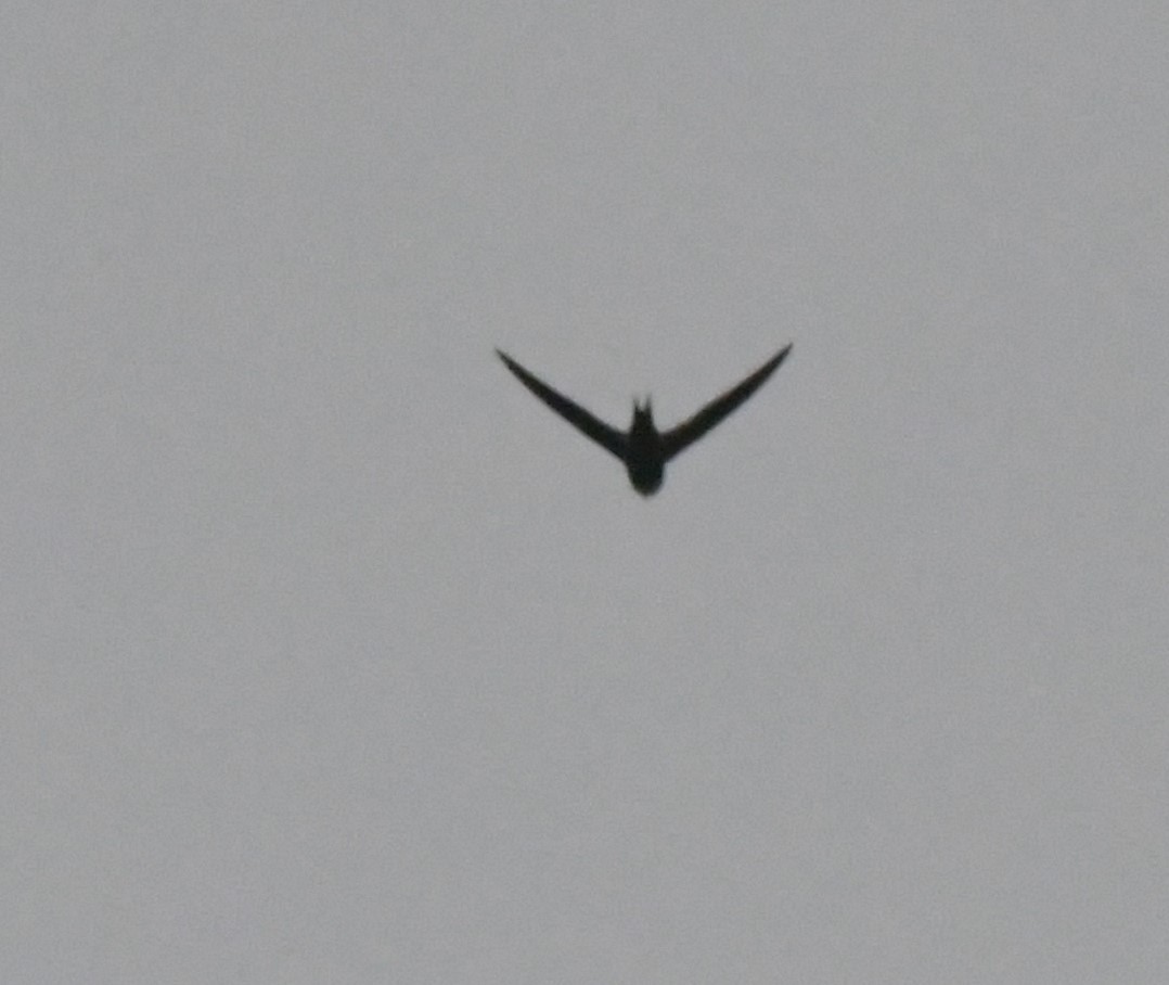 Lesser Swallow-tailed Swift - ML617195917