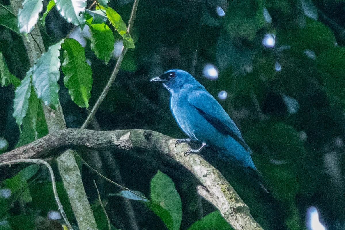 Blue Cuckooshrike - ML617195938