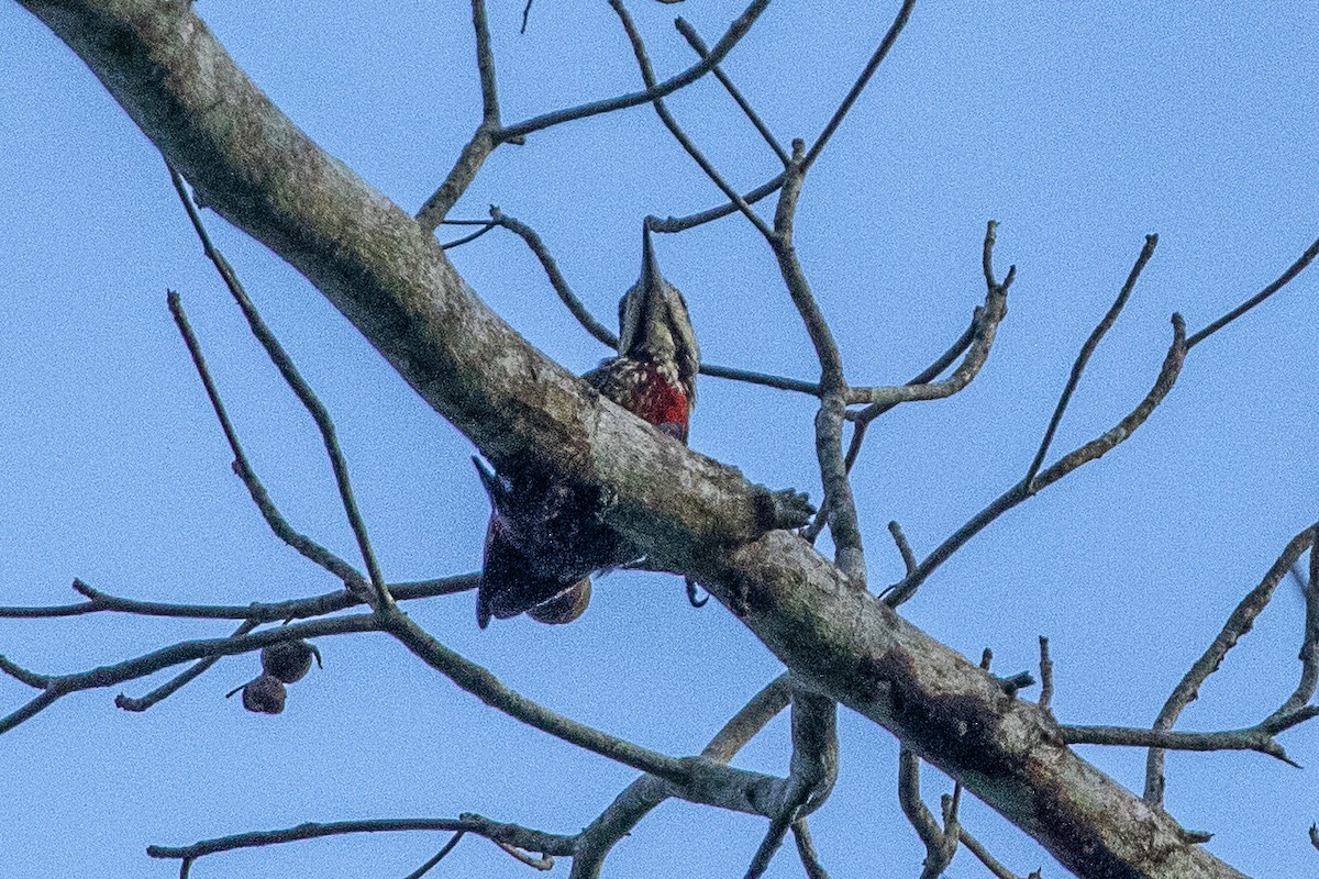 Fire-bellied Woodpecker - ML617195950