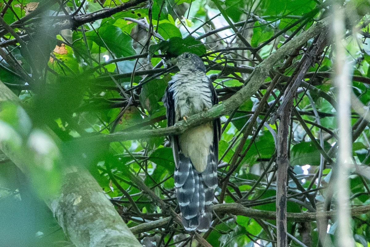 Olive Long-tailed Cuckoo - ML617195967